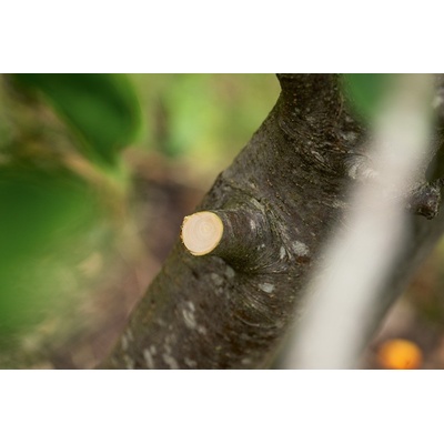 Bosch AdvancedPrune 18V-45 06008C5001 – Zbozi.Blesk.cz