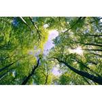 DIMEX ART Флизелинов фототапет дървета в облаците 375 x 250 см