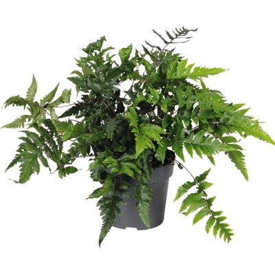 Anisocampium FloraSelf Anisocampium Sheareri kvetináč Ø 14 cm