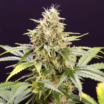 Humboldt Seed Organization Chocolate Mint OG Auto semienka neobsahujú THC 10 ks