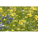 DIMEX ART Флизелинов фототапет жълти диви цветя 375 x 250 см