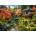 Alipson Puzzle - Puzzle Beautiful Japanese Garden - 500 piese