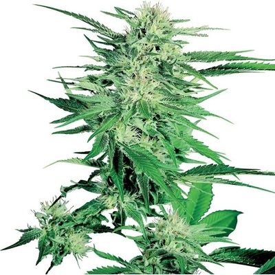 Sensi Seeds Big Bud semienka neobsahujú THC 5 ks