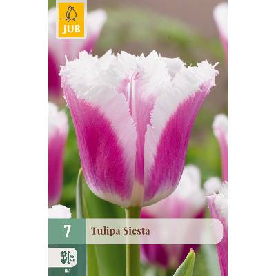 850490/8203 Tulipány Siesta 7ks