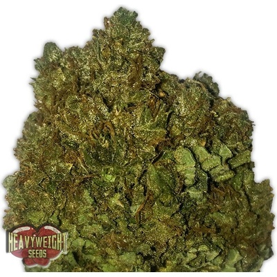 Heavyweight Seeds Money Bush semienka neobsahujú THC 10 ks
