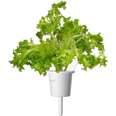 Click & Grow Семена Click and Grow Маруля Дъбов лист, 3 броя (SGR91X3)