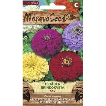 Cínia georgínokvetá zmes farieb MoravoSeed