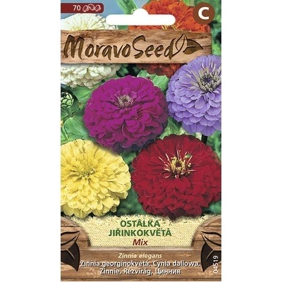 Cínia georgínokvetá zmes farieb MoravoSeed