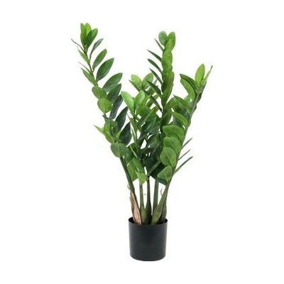 Zamiokulkas, 70cm