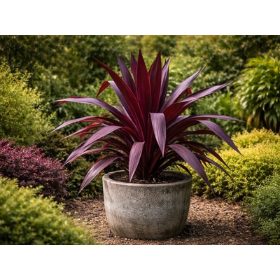 Kordylina Superstar, výška 40-50 cm, kvetináč 9 cm