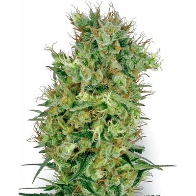 White Label Cali Orange Bud regular semienka neobsahujú THC 10 ks
