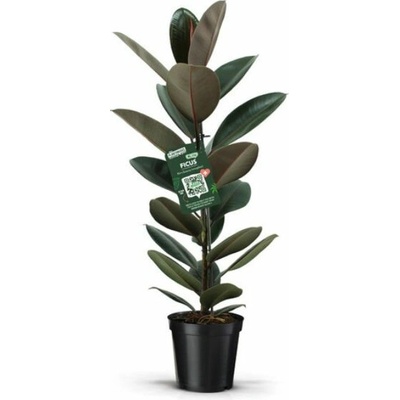 Fikus Abidjan 70-90cm - Ficus elastica, kont. p21