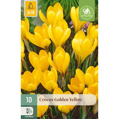 850232/7206 Krokusy Golden Yellow 10ks