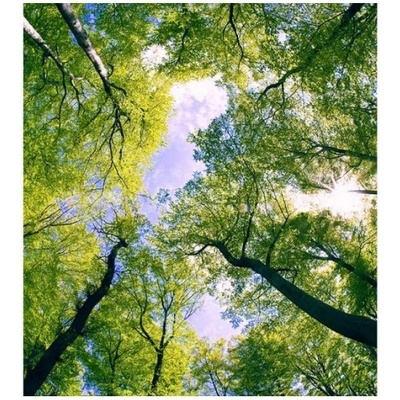 DIMEX ART Флизелинов фототапет дървета в облаците 225 x 250 см