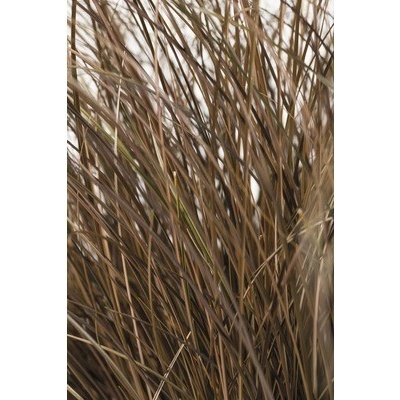 Ostřice chocholatá FloraSelf Carex comans 'Frosted Curls' výška 5-20 cm květináč Ø 14 cm