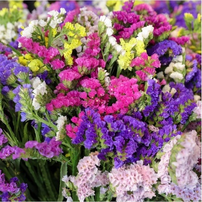 Limonka chobotnatá směs - Limonium sinuatum mix - semena limonky - 80 ks