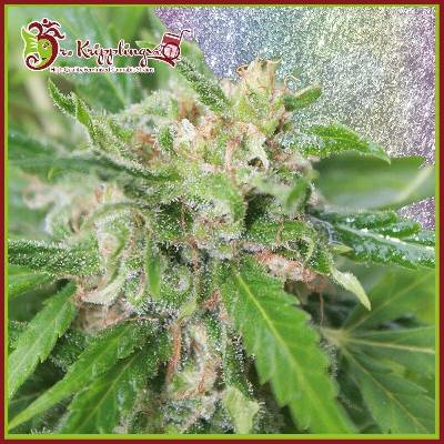 Dr. Krippling Seeds Kripplicious semena neobsahují THC 5 ks