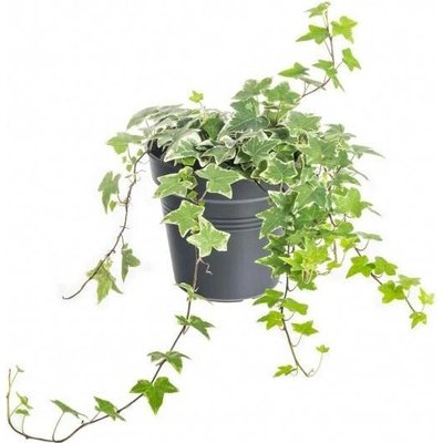 Břečťan popínavý pokojový, Hedera helix, panašovaný, průměr květináče 13 cm