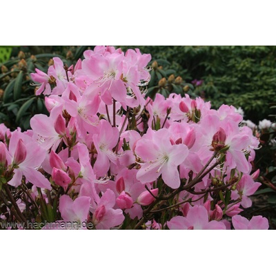 Rododendron schlippenbachii 30-40 cm kontajner 5 L