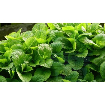 Image 1 of Семена от Маточина 1 гр / ± 2000 бр (340000)