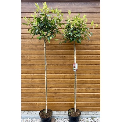 Červienka Fraserova (Photinia fraseri ´Red Robin´) na kmieniku 150cm