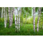 DIMEX ART Флизелинов фототапет брезова горичка iv. 375 x 250 см