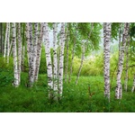 DIMEX ART Флизелинов фототапет брезова горичка iv. 375 x 250 см