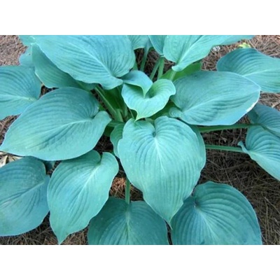 Hosta Fragrant Blue - Funkia, kont. 1 l