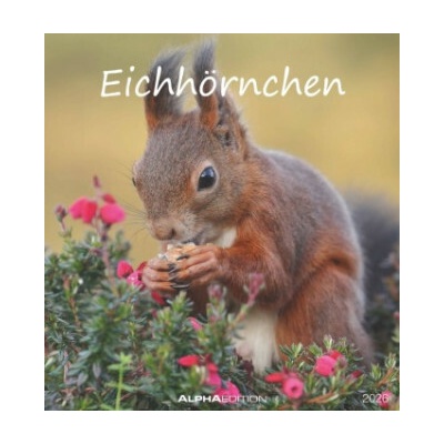 Eichhörnchen Postkarten im Format 16 x 17 2026