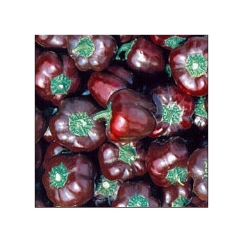 Пипер Choco Miniature Bell Chocobell 25 семена (205543)