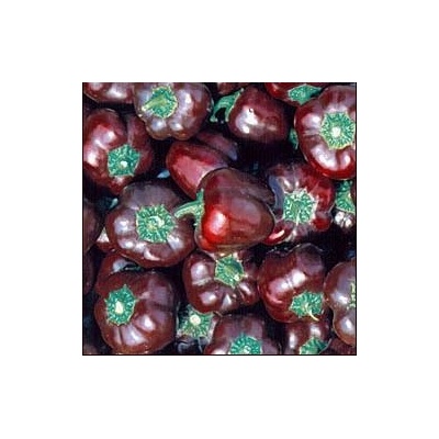 Пипер Choco Miniature Bell Chocobell 25 семена (205543)