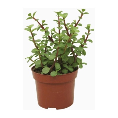 Portulacaria afra 12x20 cm
