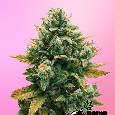 Bomb Seeds Godfather Bomb semena neobsahují THC 5 ks