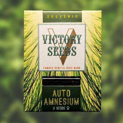 Victory Seeds AUTO Amnesium semena neobsahují THC 10 ks
