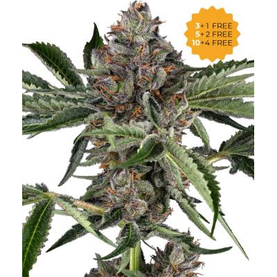 Sensi Seeds Papaya Jealousy semena neobsahují THC 3 ks