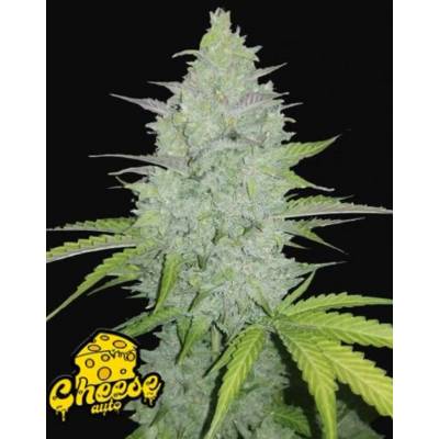 Fast Buds Original Auto Cheese semena neobsahují THC 10 ks