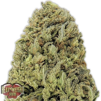 Heavyweight Seeds Fast & Vast AUTO semena neobsahují THC 3 ks