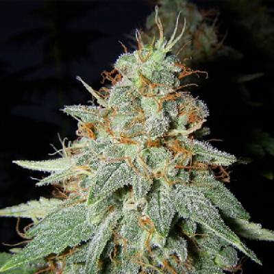 Big Buddha Seeds Buddhalato Semienka neobsahujú THC 5 ks