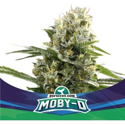 BSF Seeds Moby-D XXL AUTO semena neobsahují THC 4 ks