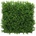 Asplenium dark, dielec 50 x 50 cm
