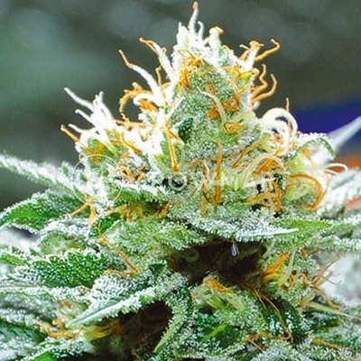Vision Seeds Amnesia x Buddha Kush semena neobsahují THC 5 ks