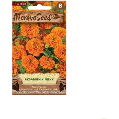 Semínka MoravoSeed Aksamitník rozkladitý plnokvětý, oranžovo-hnědý 03615