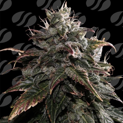 Original Sensible Seeds Papaya Stank semena neobsahjí THC 5 ks