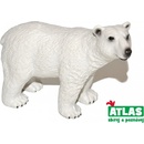 Atlas C Medvěd lední