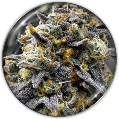 Medical Seeds Co. Medical Donuts semienka neobsahujú THC 5 ks