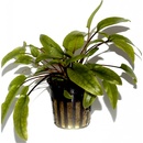 Cryptocoryne wendtii 'Tropica'