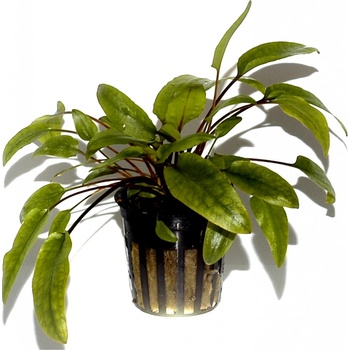 Cryptocoryne wendtii 'Tropica'