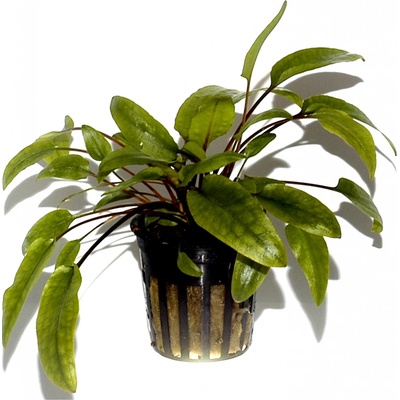 Cryptocoryne wendtii 'Tropica'