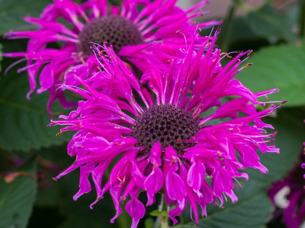 Monarda Bee Free