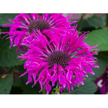 Monarda Bee Free